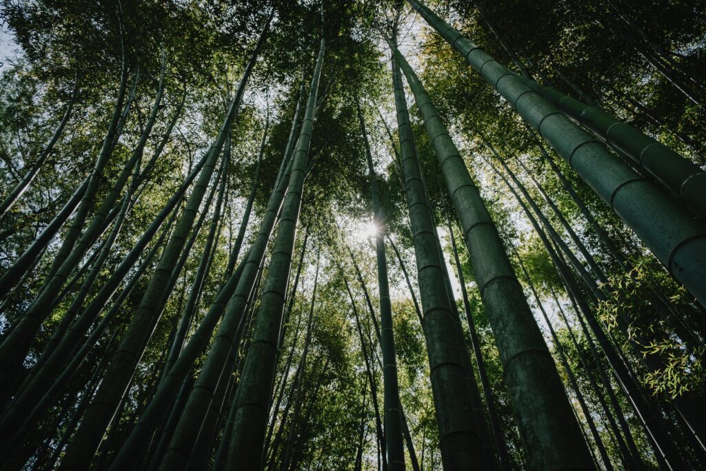 voyage kamakura