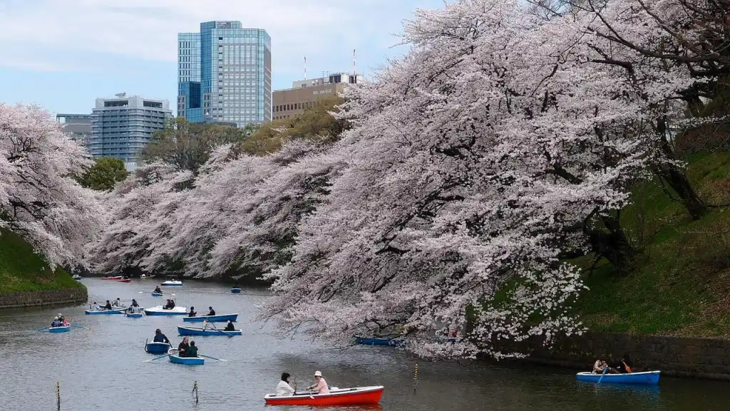 que faire parc yoyogi a tokyo