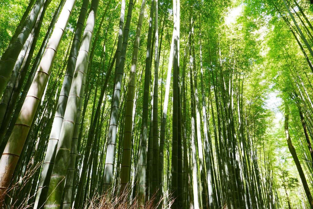 foret bambu kyoto