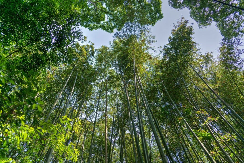 foret de bambu a kyoto