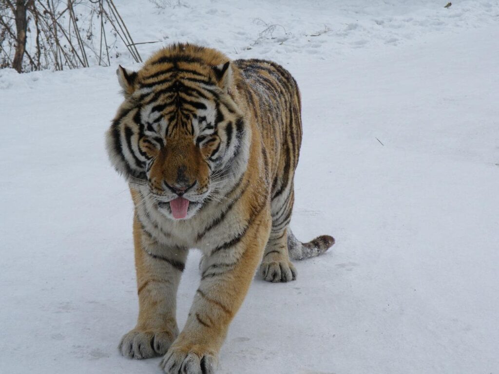 parc tigre siberie harbin