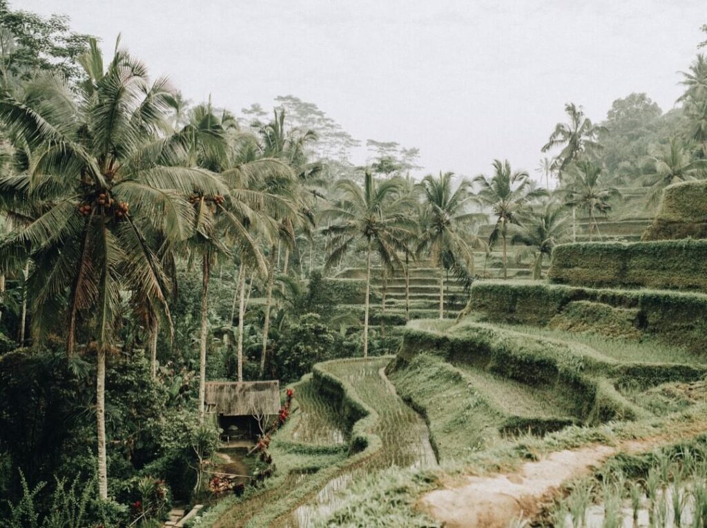 riziere gunung bali