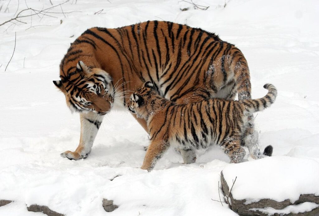 tigres harbin