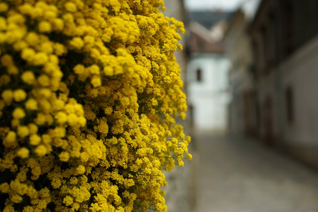 fleurs kutna hora