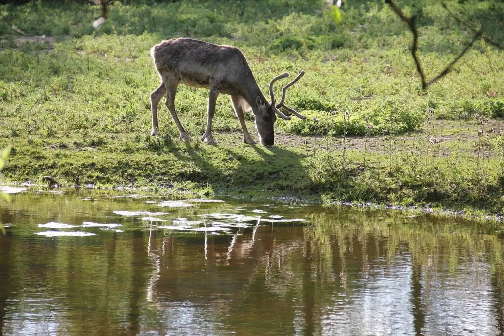 zoo givskud billund