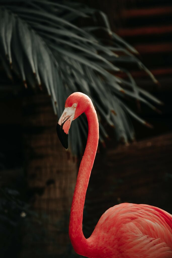 animaux bahia-de-las-aguilas