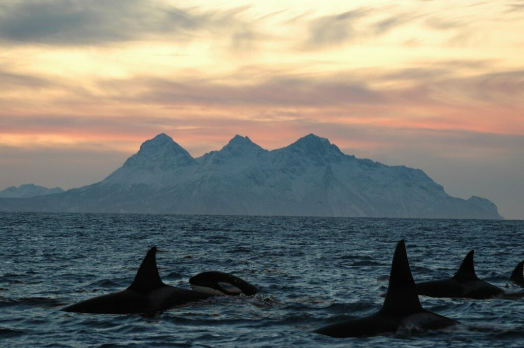 baleines iles lofoten