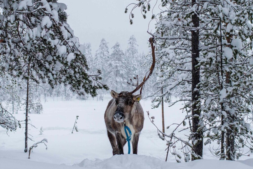 parc national syote voyage oulu