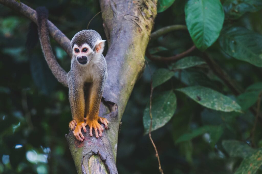ile micos amazonie colombie