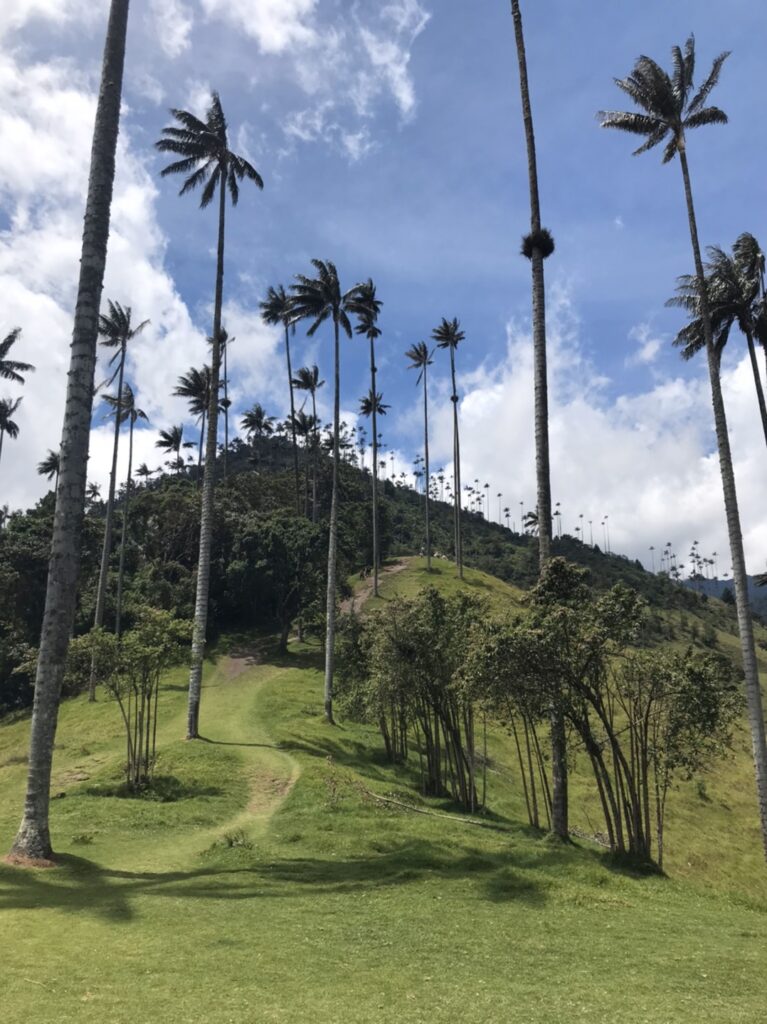 vallee cocora salento colombie