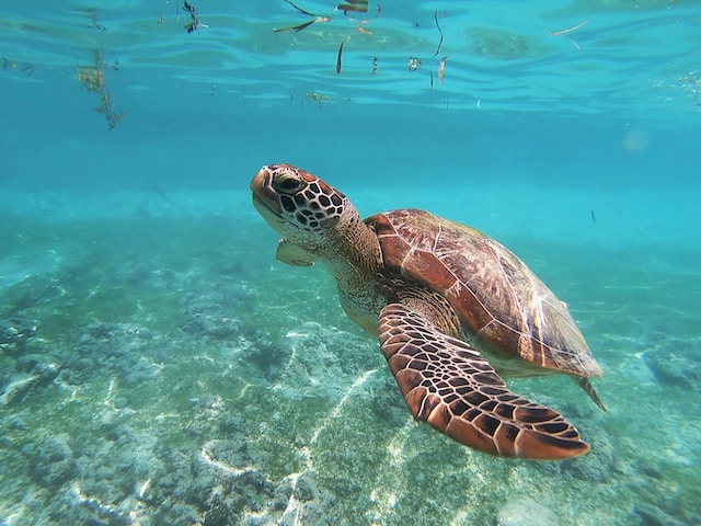 moalboal tortue cebu