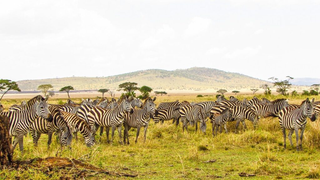 animaux parc national serengeti