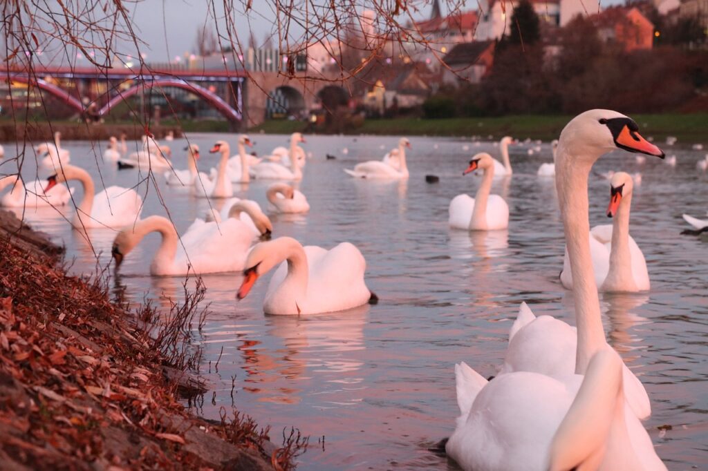 itineraire voyage maribor slovenie