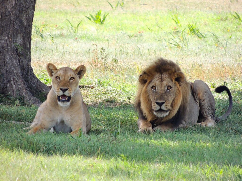 lions au parc national serengeti