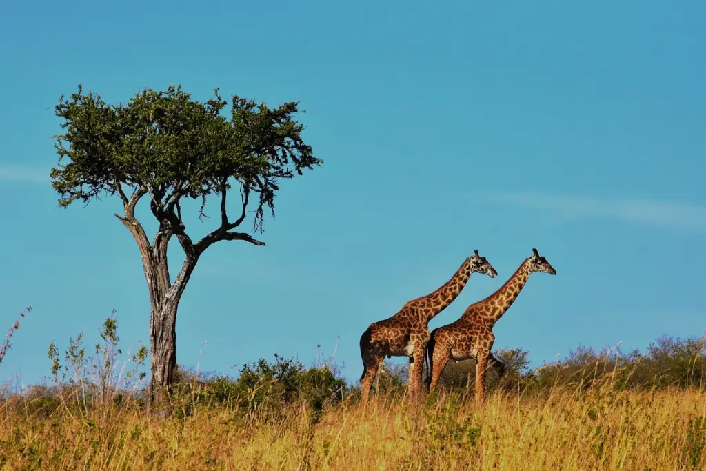 parc national du serengeti