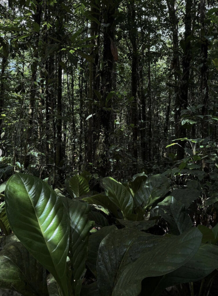 Faune-du-parc-de-Canaima-venezuela