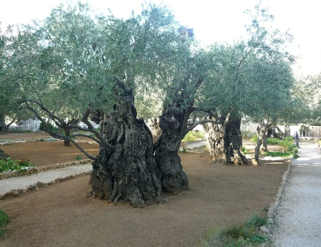 Mont-des-Oliviers-jerusalem