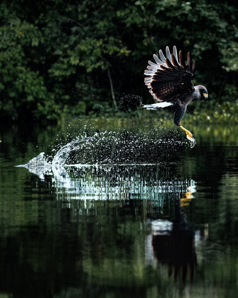 faune-dans-les-plaines-du-venezuela