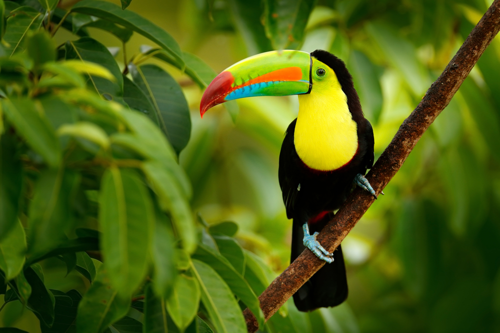 faune-et-flore-nicaragua