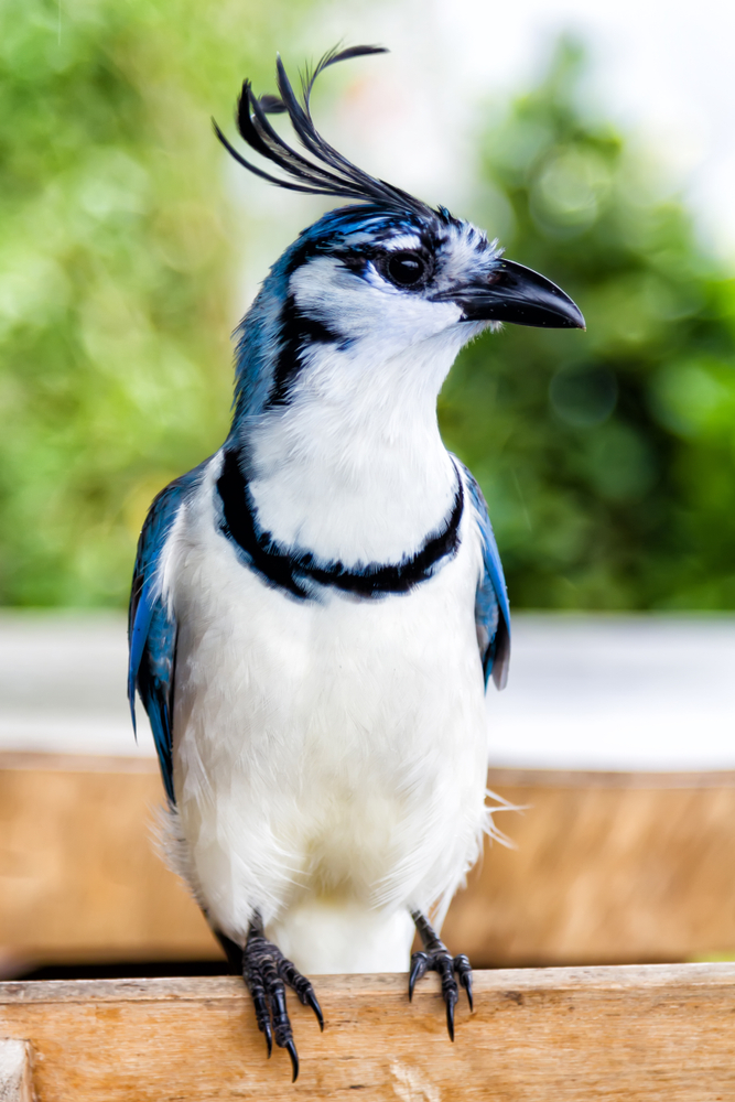 faune-ile-ometepe