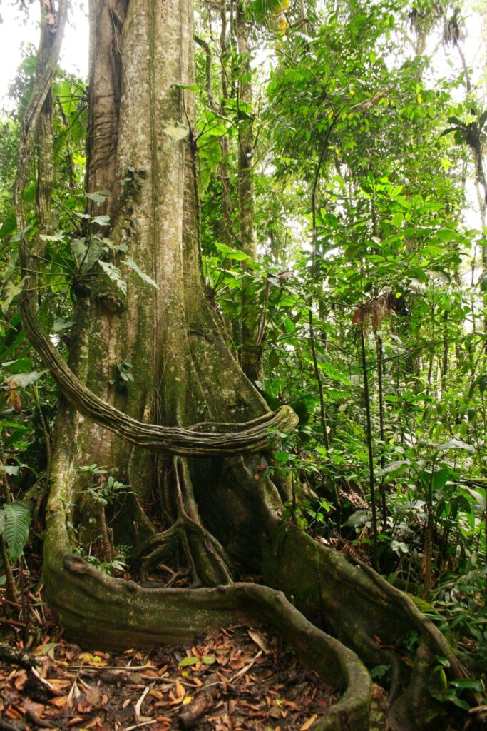 Parc-national-Henri-Pittier-aragua