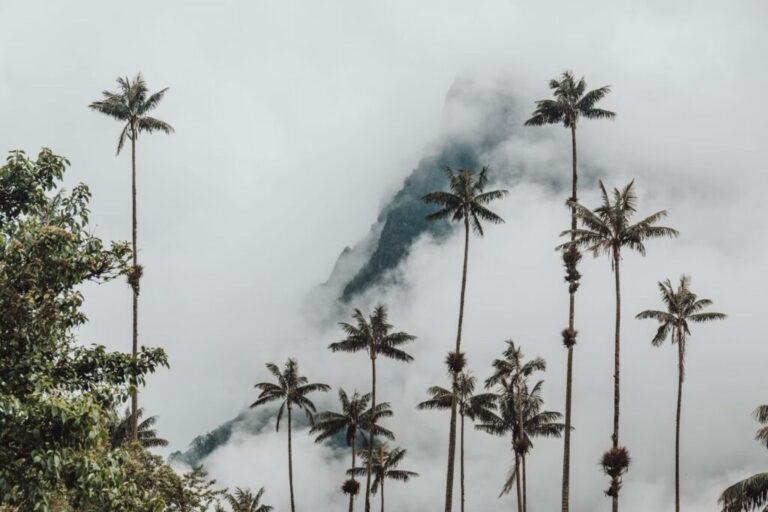 Comment préparer un voyage dans la vallée de la Cocora? - Passporter Blog