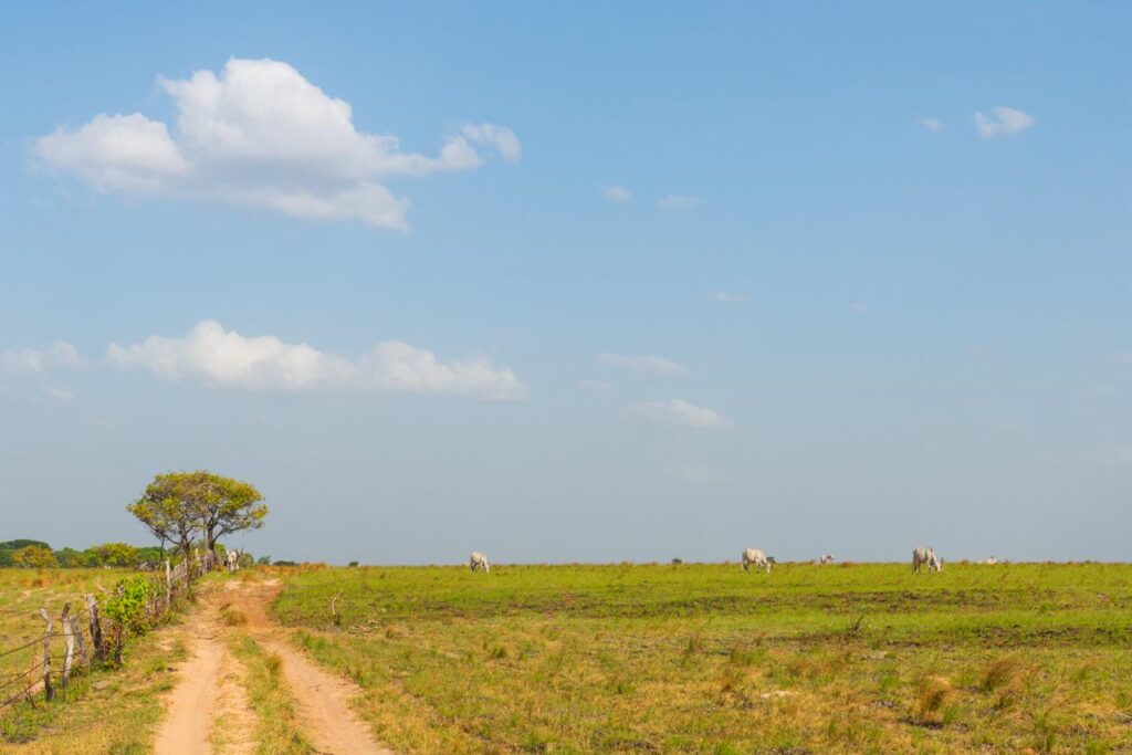 safari-dans-les-plaines