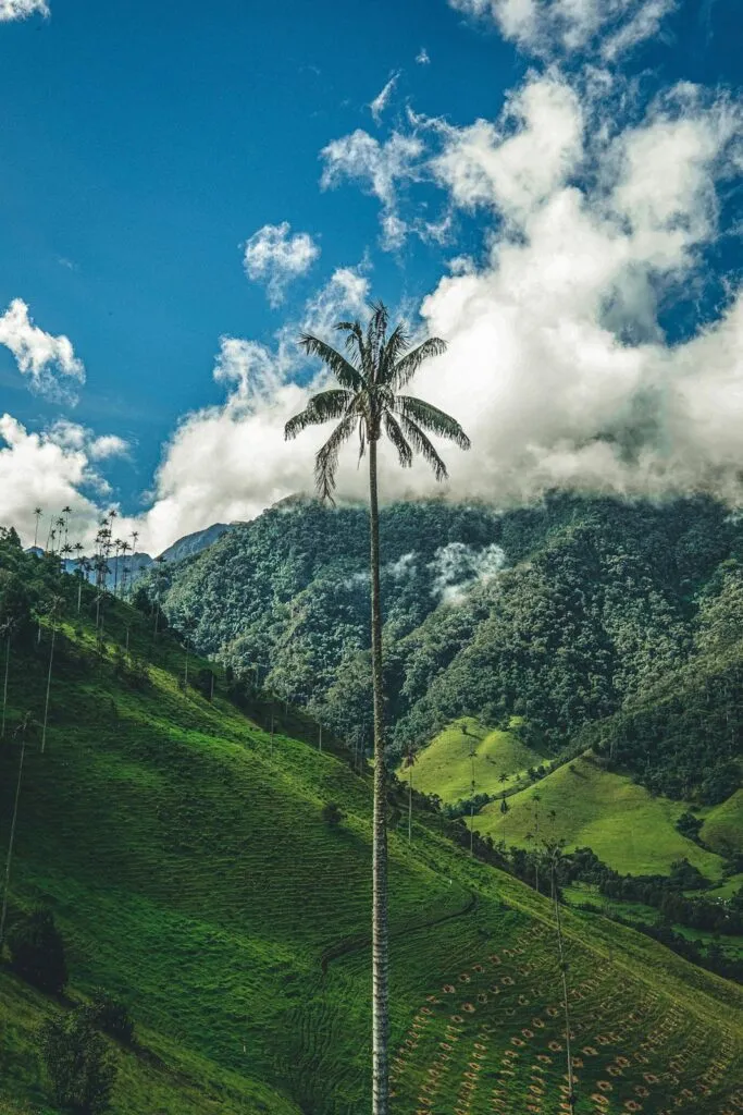 voyage-dans-la-vallee-de-cocora