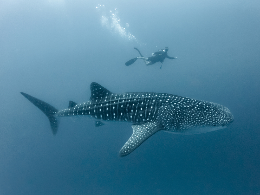 Requin à Tofo