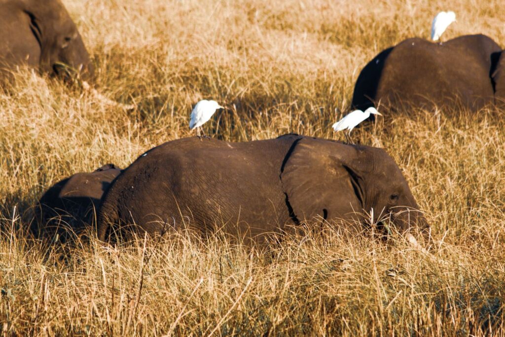 le-gorongosa-mozambique