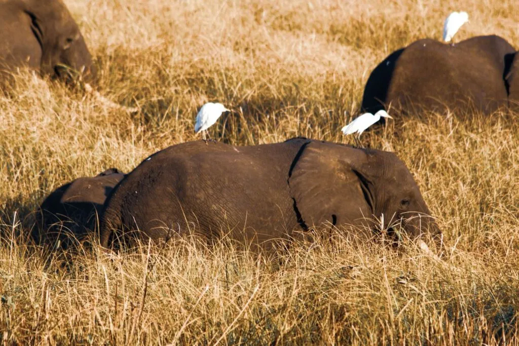 le-gorongosa-mozambique