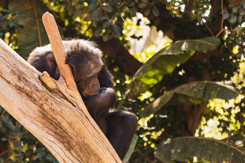 Choisir l'Ouganda pour voir des gorilles