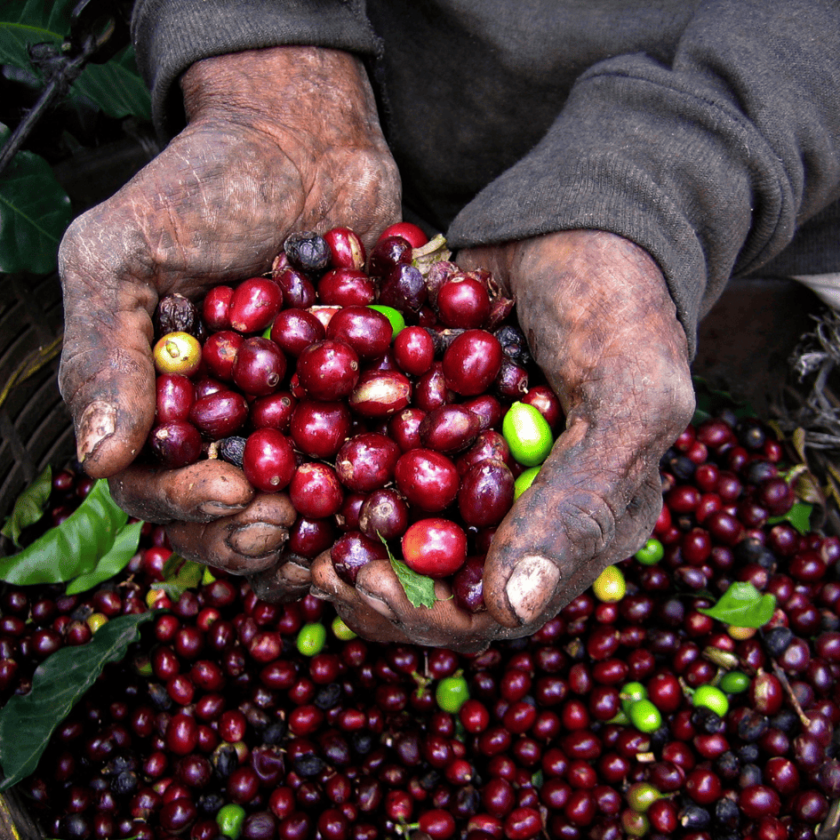 La route des cafés hautement recommandé en Nicaragua Tourisme