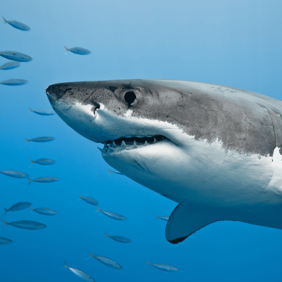 Observation des requins sur l'île d'Ometepe