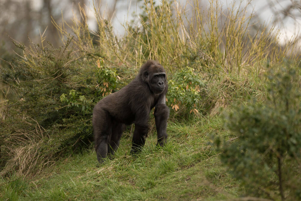 Quelle est la meilleure période pour voyager en Ouganda