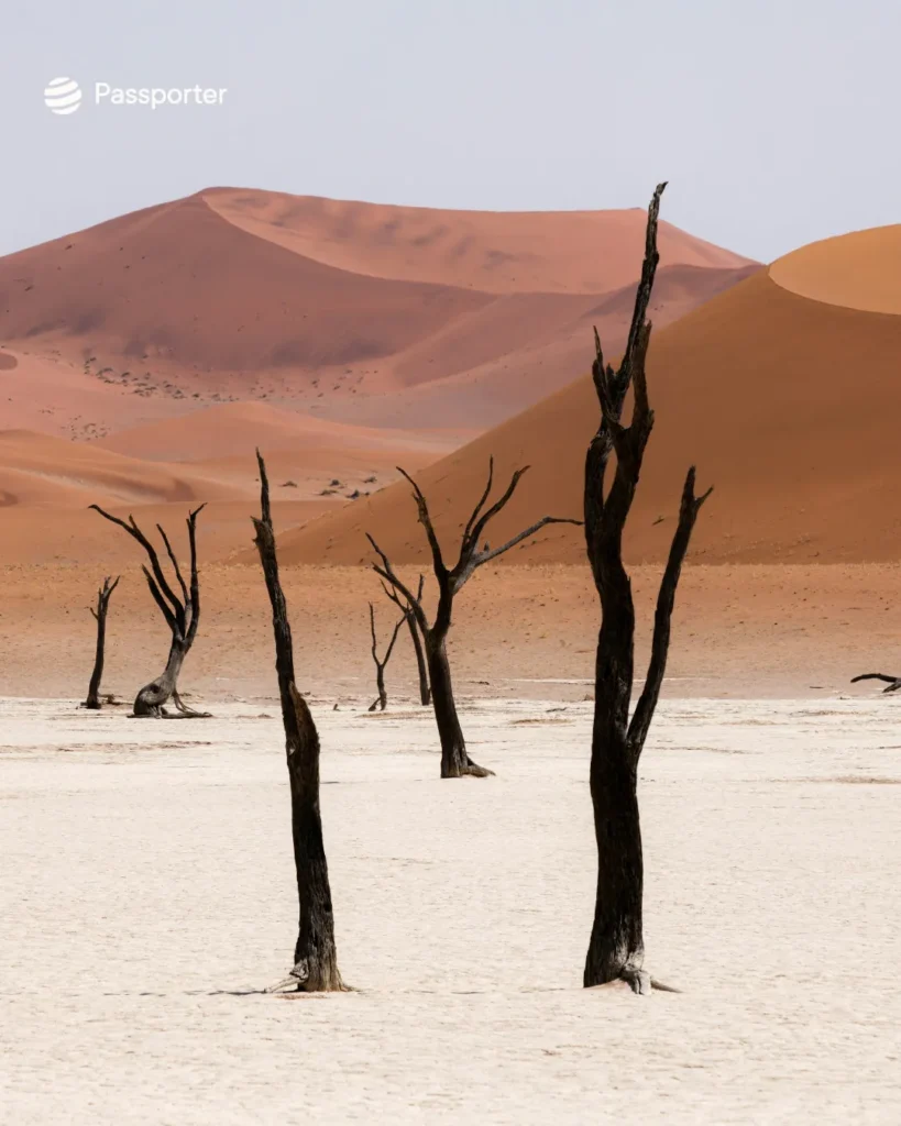 acacias fossilisees deadvlei
