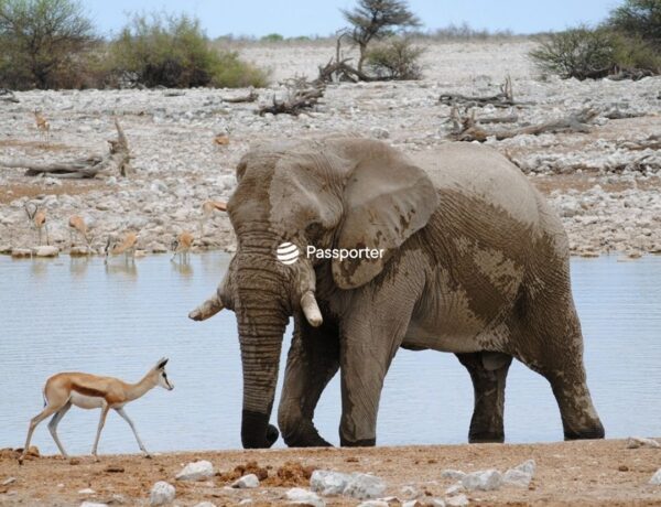 animaux parc etosha namibie