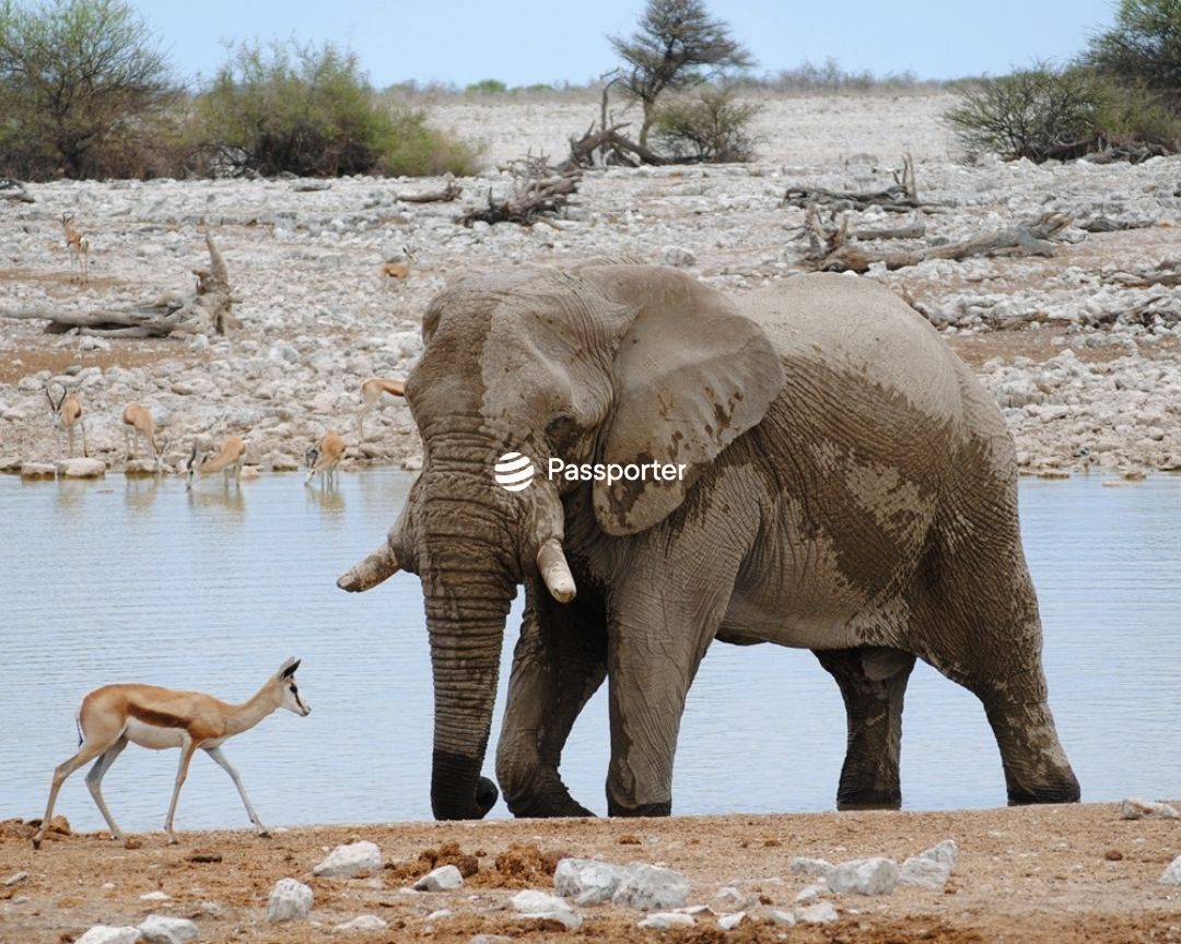 animaux parc etosha namibie