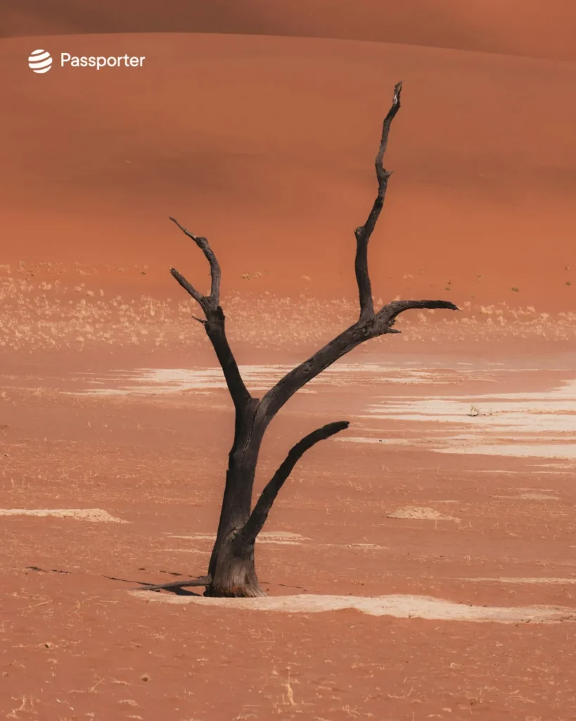 arbres fossilises deadvlei