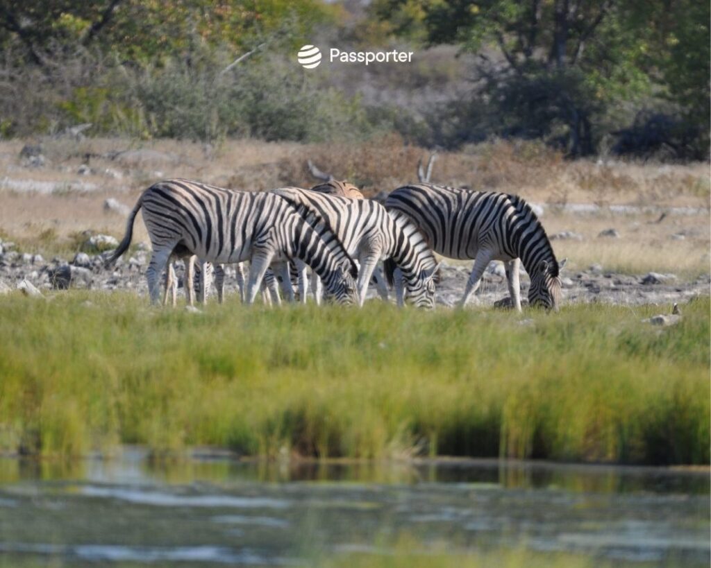 big five etosha animaux