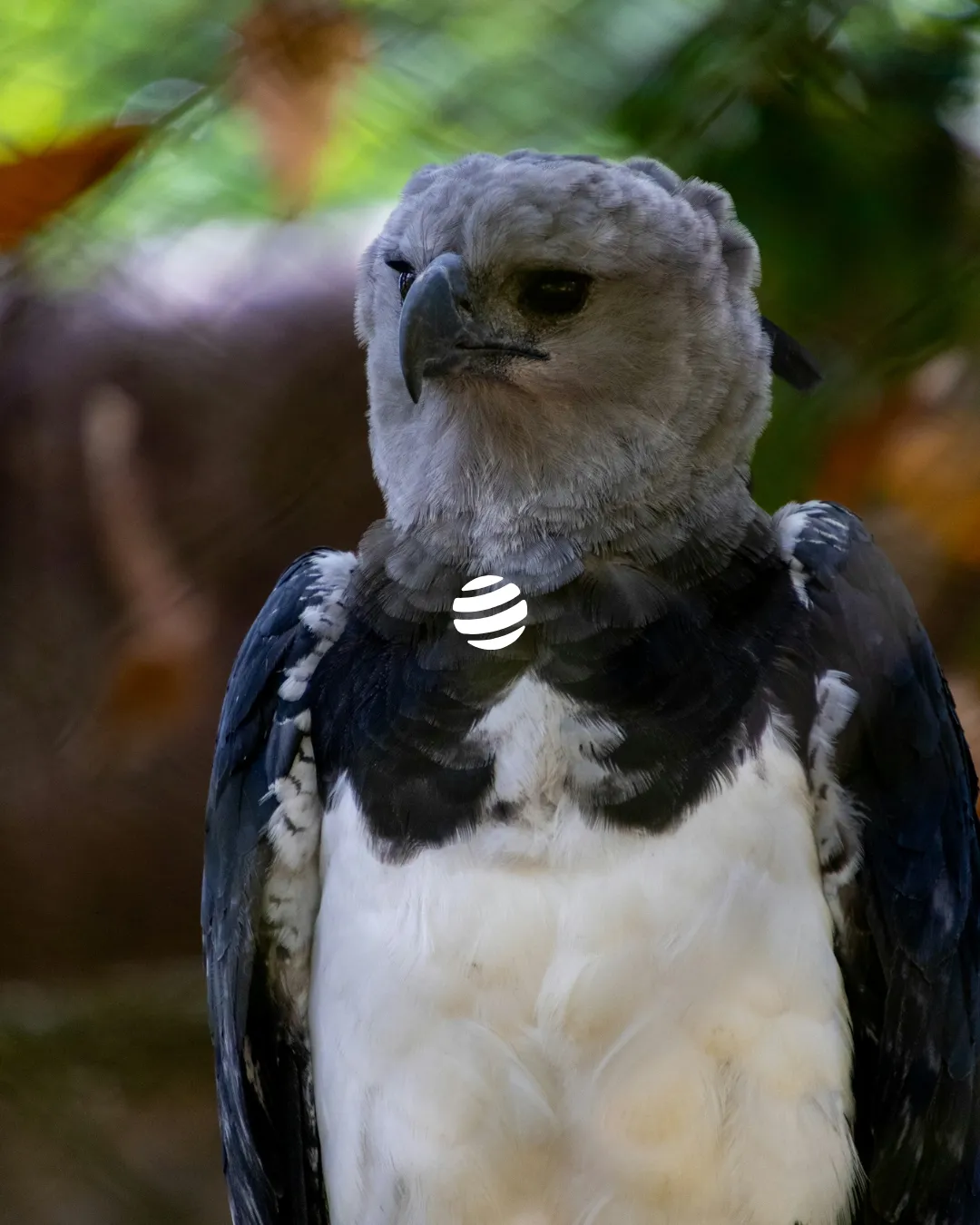 faune réserve bosawas