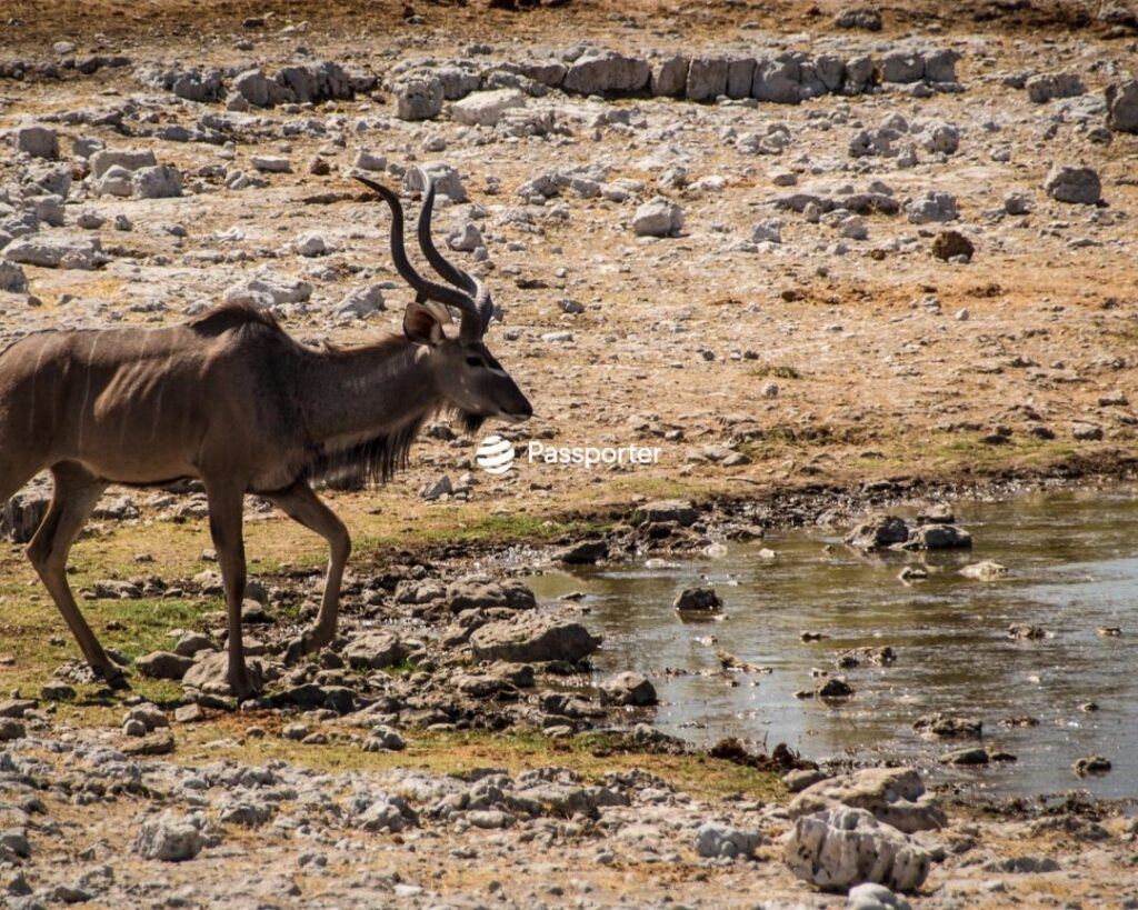 hebergement parc etosha waterhole