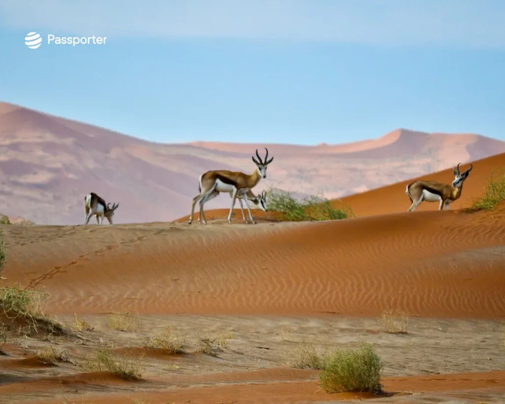 mammiferes desert namib