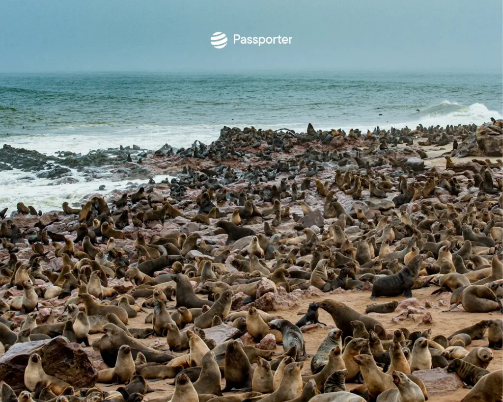 otaries cote des squelettes namibie