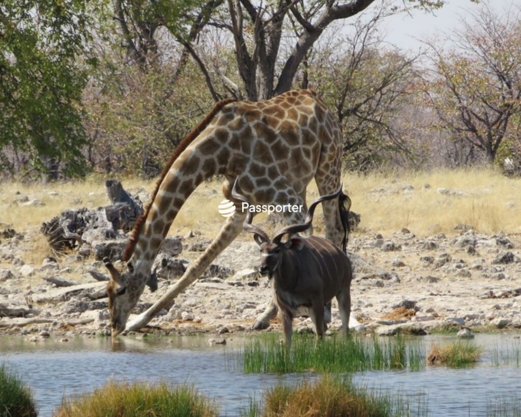 safari libre etosha activites
