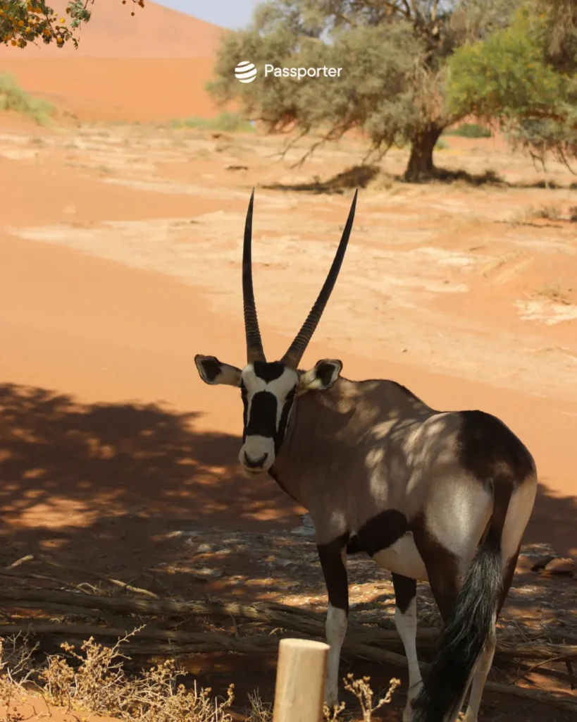 sossusvlei