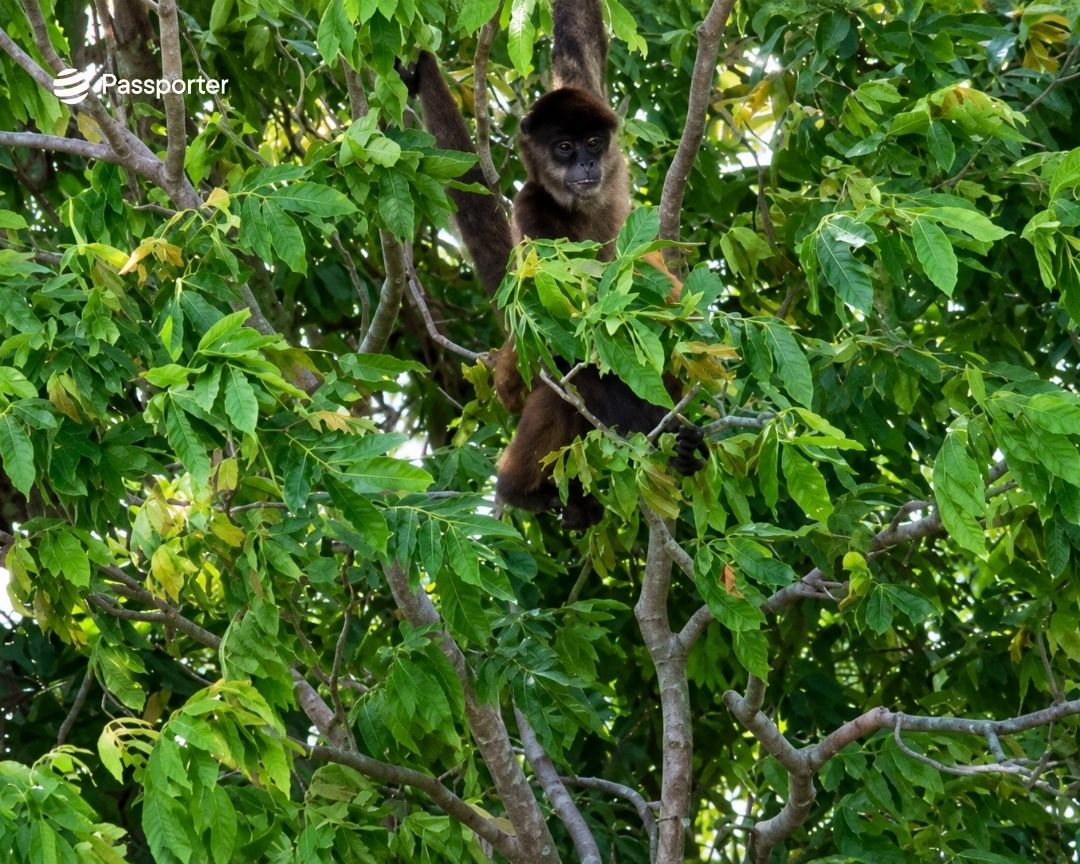 visite île des singes