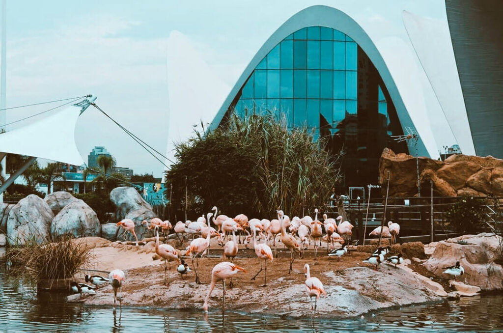  Oceanogràfic Valencia Espanha