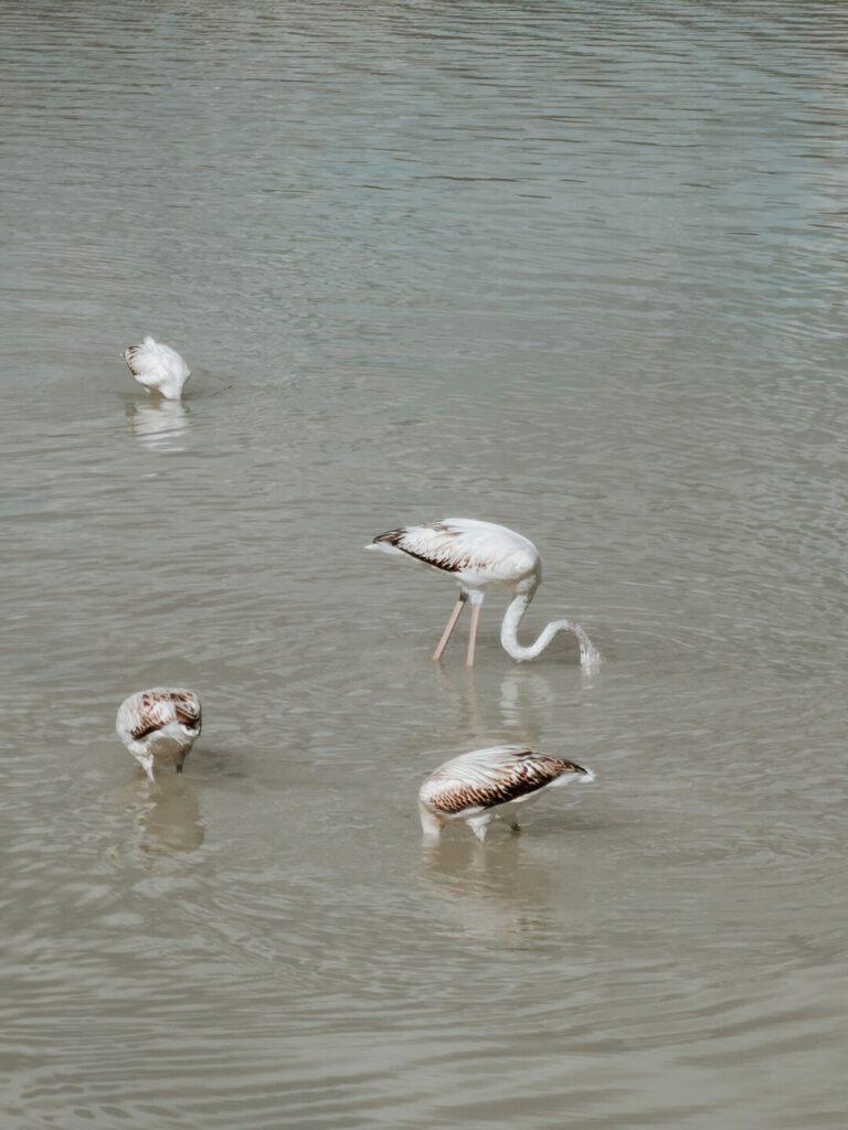 Las Salinas, Calpe