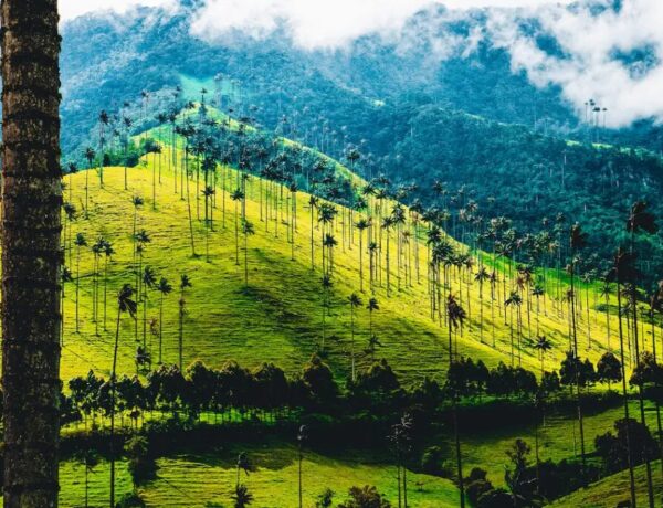 O que fazer em Valle del Cocora